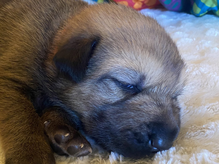 chinook puppy